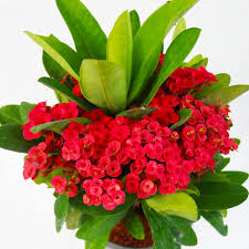 Hasil gambar untuk euphorbia