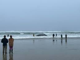 Stranded Humpback Whale Euthanized on Oregon Coast After Failed Rescue