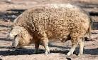 The Mangalitza - BPA: The British Pig Association