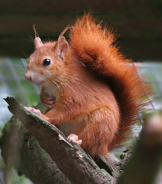 Red Squirrels - Pensthorpe