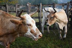 Sader amplía a nivel nacional dispositivo de emergencia contra el gusano barrenador de ganado