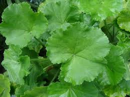 Resultado de imagen para imagen de planta geranio