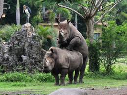 Hasil gambar untuk bali safari marine park