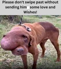 Adorable Pups - Animal Lovers . . . . . Ten Little-Known... | Facebook