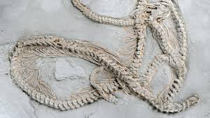 Pythons Slithered Through Europe Before Coiling Around the ...