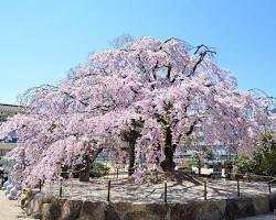 観音神社の桜の画像