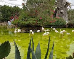 باغ پرندگان کیش -  مکان‌های دیدنی کیش