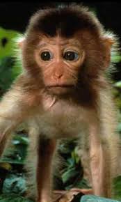 Image result for MONKEYS