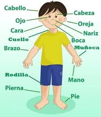 Resultado de imagen para cuerpo humano