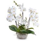 House of Silk Flowers Artificial Triple-Stem Phalaenopsis Orchid