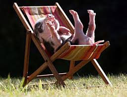 Image result for cats in beach chairs