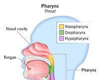 Image of Pharynx anatomy diagram