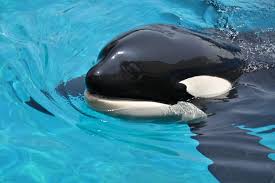 名古屋港水族館 - News update