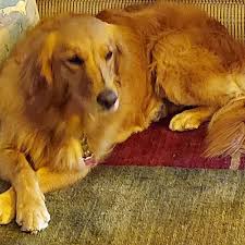 25-003 Bailey - Rescue a Golden of Arizona