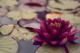 Rsultat de recherche d'images pour "offrir des fleurs dessin"