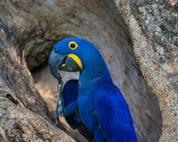 Image of Hyacinth Macaw, Pantanal, Brazil