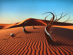 Arabian Desert
