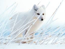 Polar Fox