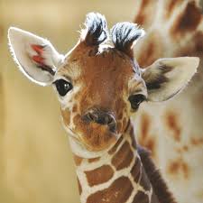 Image result for giraffe pictures