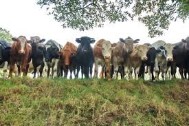 Image result for COWS DOING THE CONGA - PICTURES