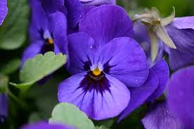 Resultado de imagem para FLORES PEQUENINAS