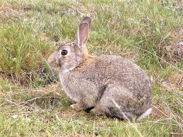 Image result for RABBIT