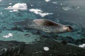 Image result for animals living in cold environments