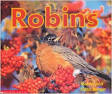 time to discover robins  ̹ ˻