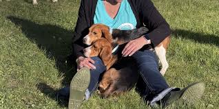 First dogs leave Ridglan Farms, touch grass for first time as 1,500-dog transfer begins