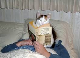 Image result for cats doing funny things