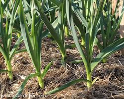 Garlic plant