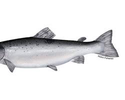 Gambar Salmon Atlantik