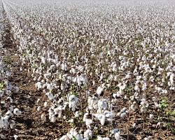 Cotton plantation