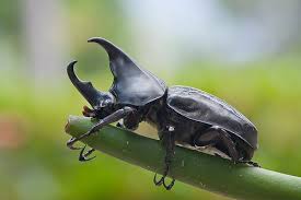 Image result for beetle