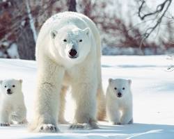 Image of polar bears in alaska with two little bear