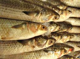 Resultado de imagem para pesca rs