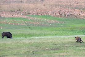 Future king tiger cub stands his ground