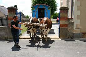 couverture de : 4 km/h; "Deux vaches en roulottes"