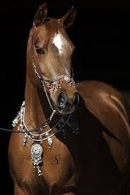 Image result for IRAN HORSES