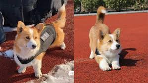Chú chó Corgi gây bão mạng xứ Trung vì vẻ ngoài đáng yêu và ...