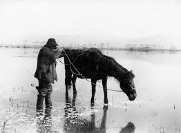 Risultati immagini per immagini della palude pontina