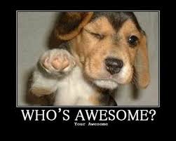 Image result for Animal Meme