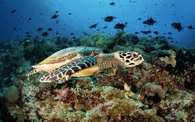 Image result for TAMAN LAUT BUNAKEN