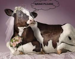 Image result for bakra eid funny images