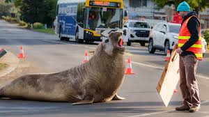 This One-Ton Aussie Seal Caused Traffic Jams and Chaos: Is Neil the Seal the New Face of Wildlife Tourism?