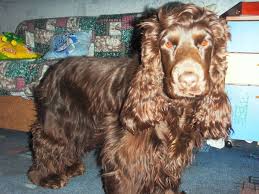 images?q=tbn:ANd9GcSH3UdHyk6OnBvLrkWqYoWXixgJNNyczOTSic4ds26E3Az8tfS3Lw