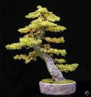 Larch bonsai