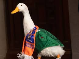 Dueña del Pato Merlín responde a Poncho de Nigris: ¿Acepta la oferta de 800 mil pesos por su mascota?
