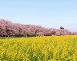 権現堂桜堤の桜の画像