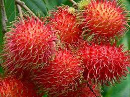 Hasil gambar untuk gambar pohon rambutan dalam pot